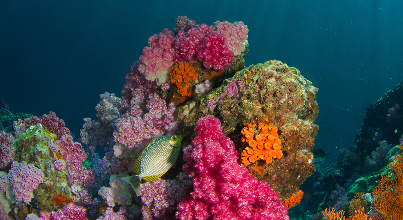 5. Cleaner Seas
