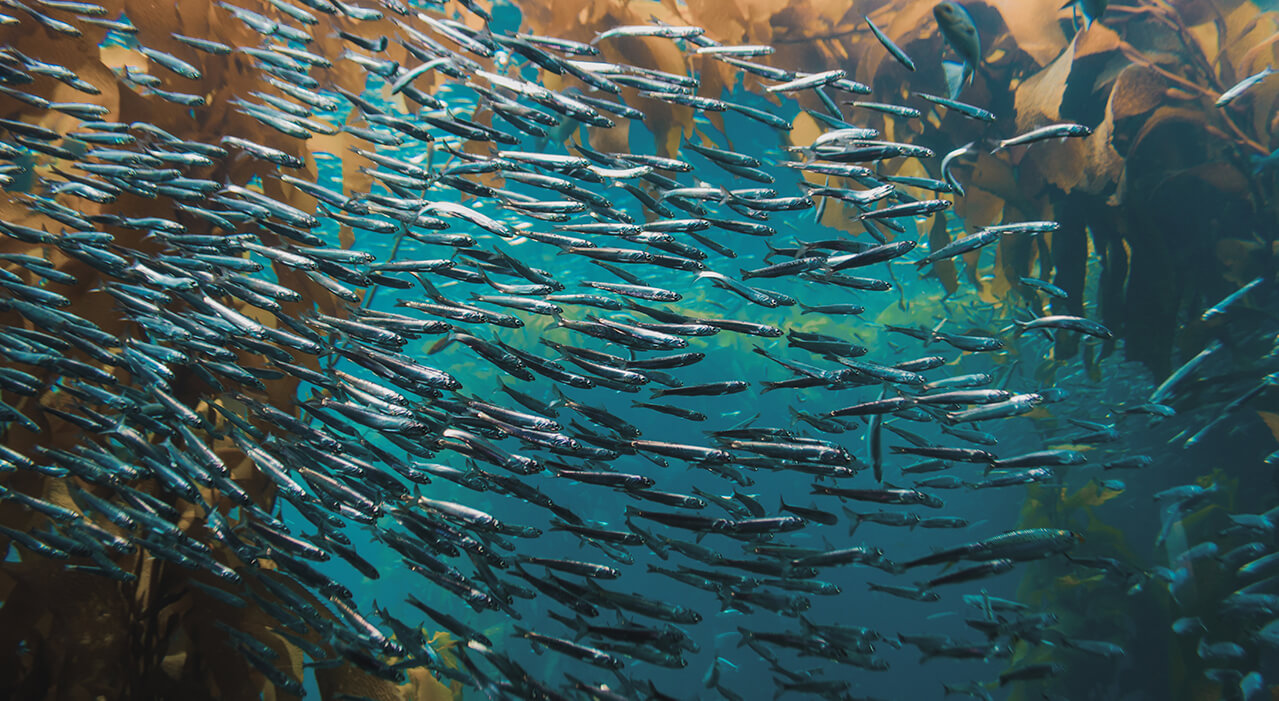 2. Safeguarding Marine Life